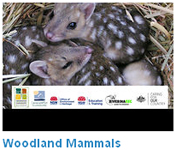 Woodland mammals video